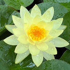 4 Pack Live Water Lily Pre-Grown Tuber in Red, Blue, Purple, Yellow Flower for Indoor-Outdoor Pond Decoration