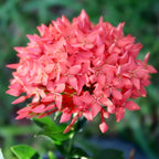 Gardenera Ixora Plant Potting Soil - All-Natural Blend for Thriving Ixora Plants - Boosts Root Health and Vibrant Blossoms - 10 Quart