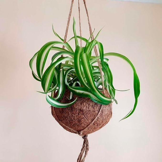 Spider Plant Bonnie Live Plant for Indoor | Different Houseplants in 4'' & 6'' Pot | Real House Plant for Living Room, Office, Desk & Bathroom | Chlorophytum Comosum | Airplane Ivy