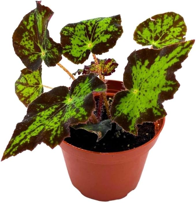BubbleBlooms Begonia U578 4 inch Rhizomatous Begonia Rhizo Black Green Jagged Spotted