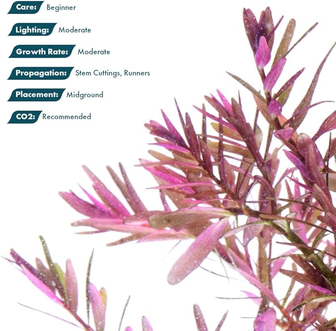 SubstrateSource Live Aquarium Red Stem Plants - Freshwater Aquatic Plant for Fish Tanks, Aquascaping - (Rotala Blood, 4 Bunches)