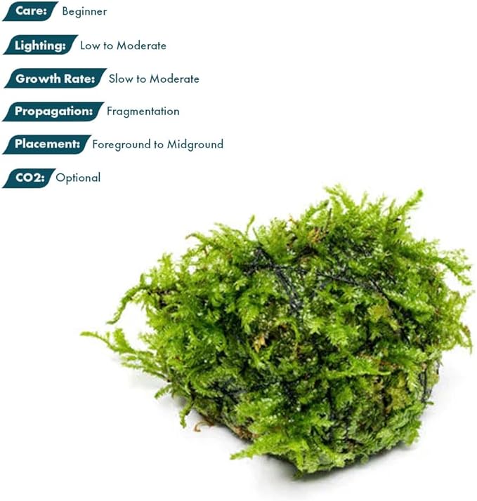 SubstrateSource Live Planted Decor - Christmas Moss (Vesicularia montagnei) on Lava Stone - Low Light, Green Accent Freshwater Aquatic Plant, Foreground Aquarium Placement for Aquascaping - 1 Pack