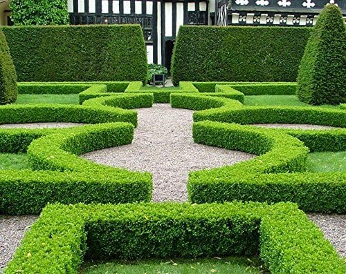 Japanese Boxwood | 1 Live 4 Inch Plant | Buxus Microphylla | Evergreen Shrub, Low Maintenance, Ideal for Hedges, Dense Foliage, Perfect for Borders, Hardy Versatile Landscaping