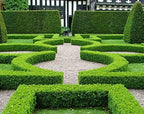 Japanese Boxwood | 3 Large Trade Gallon Size Plants | Buxus Microphylla | Evergreen Shrub, Low Maintenance, Ideal for Hedges, Dense Foliage, Perfect for Borders, Hardy Versatile Landscaping