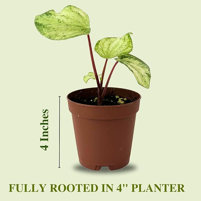 Live Plant Peperomia Gold Dust 4" - Easy to Care and Grow Air Purifying Indoor House Plants - Rare Peperomia - Flowers for Home Office Room Decor & Giftable(Heat Pack Included)