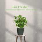 American Plant Exchange Arabica Coffee 3 Pack Fuit Producing Live Plants, Three 4" Pots, Fragrant White Flowers