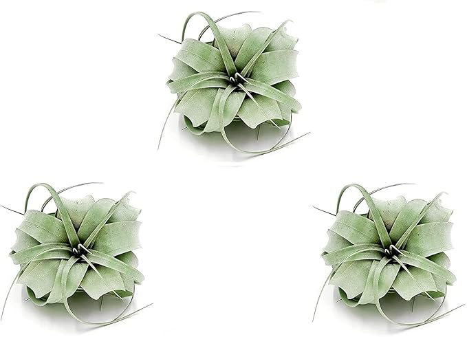 ragnaroc Air Plants - Tillandsia Xerographica, Regular 3-5” - 3ct - Live Arrival Gauranteed - House Plants for Home Decor & Gift