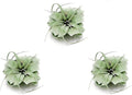 ragnaroc Air Plants - Tillandsia Xerographica, Regular 3-5” - 3ct - Live Arrival Gauranteed - House Plants for Home Decor & Gift