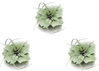 ragnaroc Air Plants - Tillandsia Xerographica, Regular 3-5” - 3ct - Live Arrival Gauranteed - House Plants for Home Decor & Gift