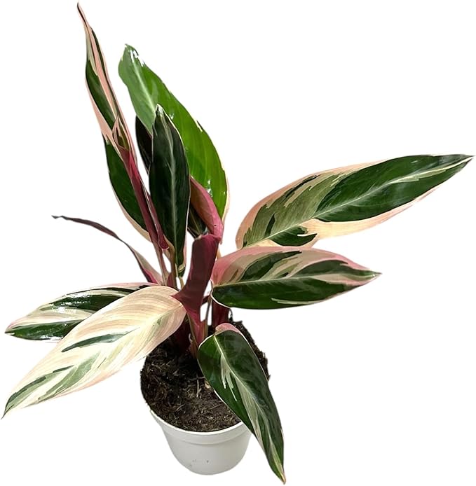 Live Plants Stromanthe Triostar, Tricolor Prayer Plant, 12-16" Tall, houseplant, Gorgeous Live Indoor Live Plant, Easy to Care, Rare Plant, 4 inch Pot