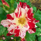 Fragrant Rose Plant Live Bush Shrub or Climbing, Old-Fashioned Roses Summer Rebloomer in 2.5 Inch Pot, Lanscape Rose Plant (Assorted) (Fourth of July)