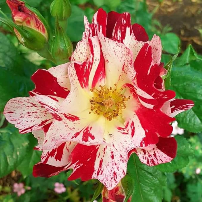 Fragrant Rose Plant Live Bush Shrub or Climbing, Old-Fashioned Roses Summer Rebloomer in 2.5 Inch Pot, Lanscape Rose Plant (Assorted) (Fourth of July)