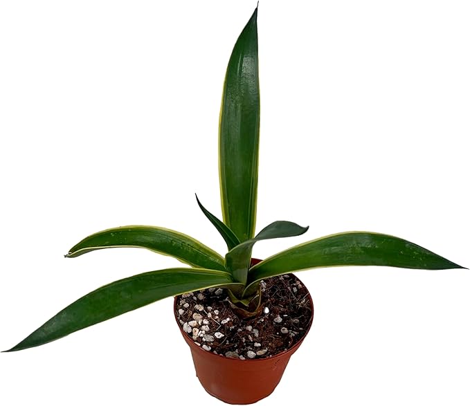 FATPLANTS Succulent Plant(s) Fully Rooted in 4 inch Planter Pots with Soil - Real Succulent Live Potted Succulents/Unique Indoor Cactus Decor (1, Agave desmettiana)