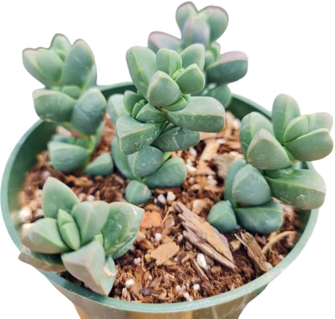 Live Succulent Cactus Plants (4" Pot Corpuscularia Lehmannii Ice Plant)