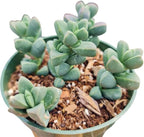 Live Succulent Cactus Plants (4" Pot Corpuscularia Lehmannii Ice Plant)
