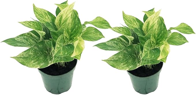 Live Pothos Plant - Epipremnum aureus ‘Marble Queen Pothos’ - ragnaroc Tropical Plant 5-8” Tall - 2ct Live Arrival Guaranteed - Low Maintenance House Plants for Home Decor & Gift