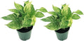 Live Pothos Plant - Epipremnum aureus ‘Marble Queen Pothos’ - ragnaroc Tropical Plant 5-8” Tall - 2ct Live Arrival Guaranteed - Low Maintenance House Plants for Home Decor & Gift
