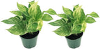 Live Pothos Plant - Epipremnum aureus ‘Marble Queen Pothos’ - ragnaroc Tropical Plant 5-8” Tall - 2ct Live Arrival Guaranteed - Low Maintenance House Plants for Home Decor & Gift