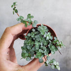 RedCrocus Pilea Assorted Indoor Plant- Decorative Foliage, Pet Safe, Easy Care, Versatile for Home & Office 8" Hanging Basket