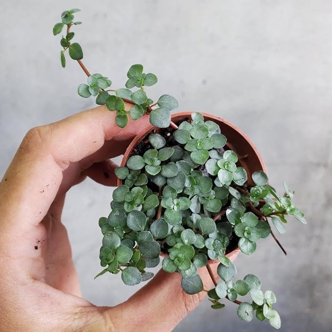 RedCrocus Pilea Assorted Indoor Plant- Decorative Foliage, Pet Safe, Easy Care, Versatile for Home & Office 8" Hanging Basket