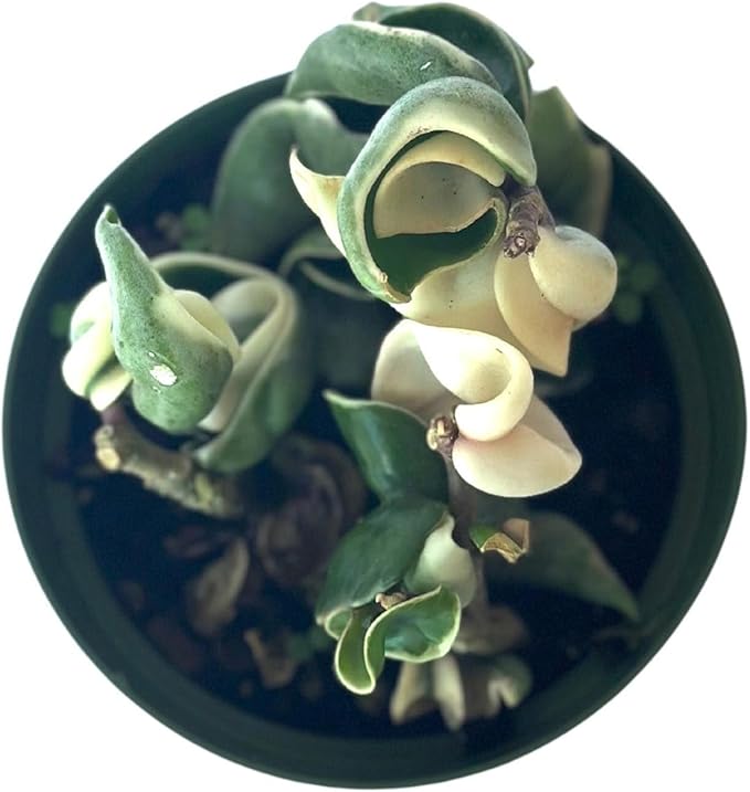 Live Plant Hoya Compacta Hindu Rope Variegated – 4” – Unique Trailing Houseplant with Twisted, Cream-Edged Foliage – Easy Care Indoor Plant (Heat Pack Included)