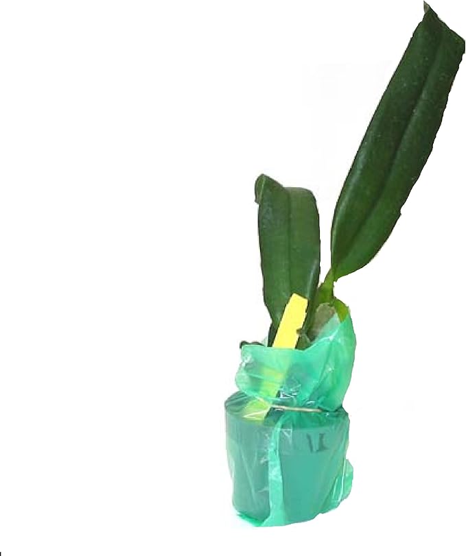 Hawaiian Cattleya Orchid Starter Plant - 6 - 10 Inches Tall, Planted in 2 Inch Pot - no Bloom - Discount HawaiianGIft