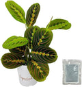 Red Prayer Plant, Red Maranta, Air Purifying, Pet-Friendly, Gorgeous Live Indoor Plant, Easy to Care and Rare Variety 4 inch Pot (Heat Pack Included)