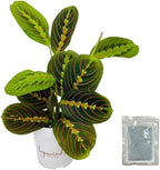 Red Prayer Plant, Red Maranta, Air Purifying, Pet-Friendly, Gorgeous Live Indoor Plant, Easy to Care and Rare Variety 4 inch Pot (Heat Pack Included)