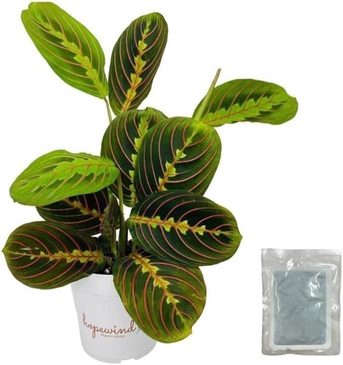 Red Prayer Plant, Red Maranta, Air Purifying, Pet-Friendly, Gorgeous Live Indoor Plant, Easy to Care and Rare Variety 4 inch Pot (Heat Pack Included)