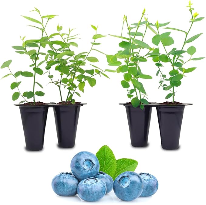 Blueberry Plant Biloxi (4 Pack) Live for Sale | Easy to Grow Plants | Edible Fruit Plant for Sustainable Living | Grow Your own Food on Your Edible Organic Garden| Live for Planting| No Seeds