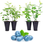 Blueberry Plant Biloxi (4 Pack) Live for Sale | Easy to Grow Plants | Edible Fruit Plant for Sustainable Living | Grow Your own Food on Your Edible Organic Garden| Live for Planting| No Seeds