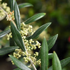 Arbequina Olive 4-5'