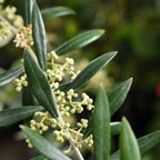 Perfect Plants Arbequina Olive Live Plant, 2-3ft, Includes Care Guide