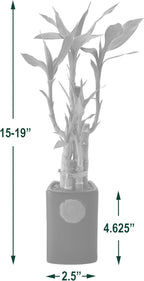 Arcadia Garden Products 5-Stem Lucky Bamboo, Live Indoor Plant in Contour II Ceramic Planter for Home, Work, or Gift, Green ***Cannot Ship to Hawaii***
