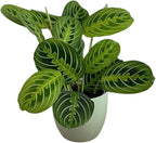 Live Plant, Lemon Lime Maranta Prayer Plant, Pet Friendly, Air Purifying Plant, Easy Care, Easy to Grow Live Indoor Plant, Houseplant, Rare Indoor Plant, Home Décor Pot (Sage)