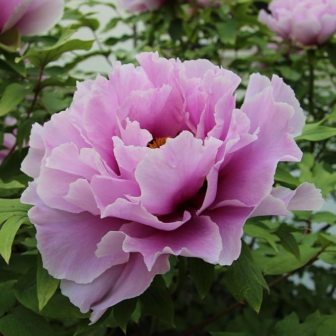 CarpetC 200+ Mixed Peony Seeds for Planting, Paeonia Hardy Perennial with Large Fragrant Blooms, Non-GMO Heirloom for Garden, Home Containers and Cut Flowers