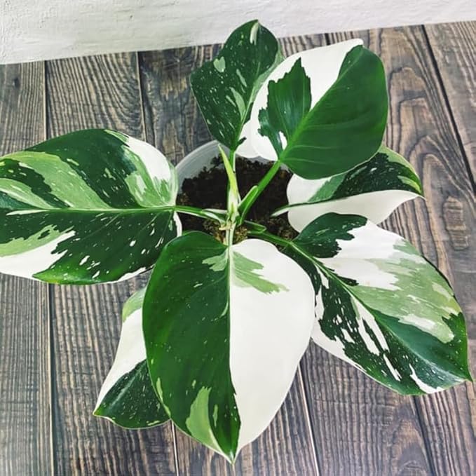 White Princess Philodendron Plant Live Indoor, 5-9" No Pot, Tropical House Plant for Indoor, 5-9" No Pot Home Décor Houseplants