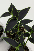 Dark Desire Wandering Jew Cuttings to Grow (4 Cuttings) - Rare Black and Green Wandering Jew Gibasis Jose Puig - These are Cuttings, Not Potted Plants