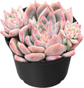 Sprout N Green Echeveria White Ice, Live Rare Succulent Potted 2" Planter, Real House Plant for Party Favors Home Indoor Outdoor Garden Wedding Decoration DIY Projects
