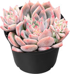 Sprout N Green Echeveria White Ice, Live Rare Succulent Potted 2" Planter, Real House Plant for Party Favors Home Indoor Outdoor Garden Wedding Decoration DIY Projects