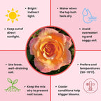 Rose Live Plant, Roses Flower Plant, Fragrant Flower for Planting, 4-6 Inches Tall, Bush Shrub Plants, Well Rooted, Ready to Grow (Orange Pink Rose)