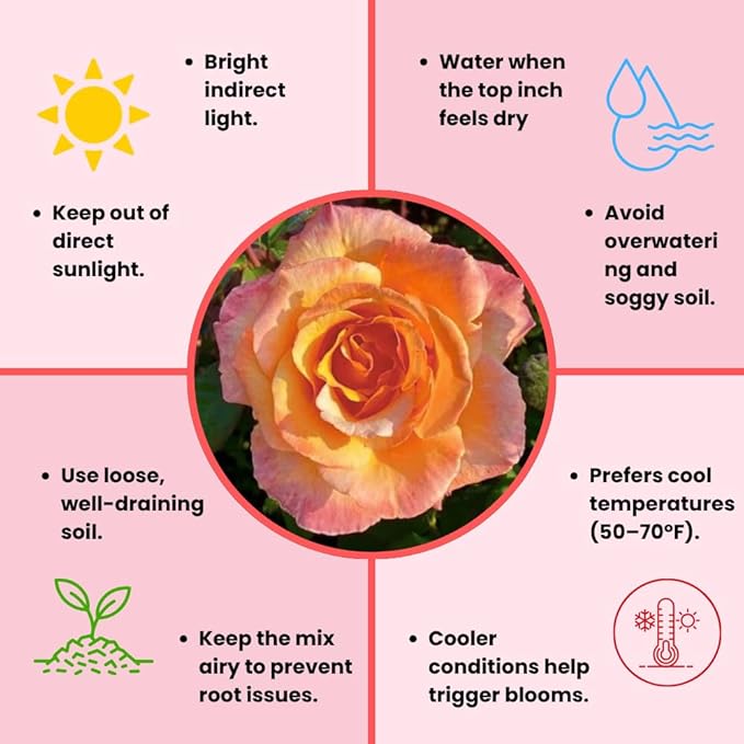 Rose Live Plant, Roses Flower Plant, Fragrant Flower for Planting, 4-6 Inches Tall, Bush Shrub Plants, Well Rooted, Ready to Grow (Orange Pink Rose)