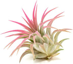 Raspberry Colorful Tillandsia Air Plants - Long Lasting Color Enhanced Live Tillandsia Succulent House Plants - Home and Garden Decor - Easy Care Indoor/Outdoor Plants (Ionantha Rubra, Single)
