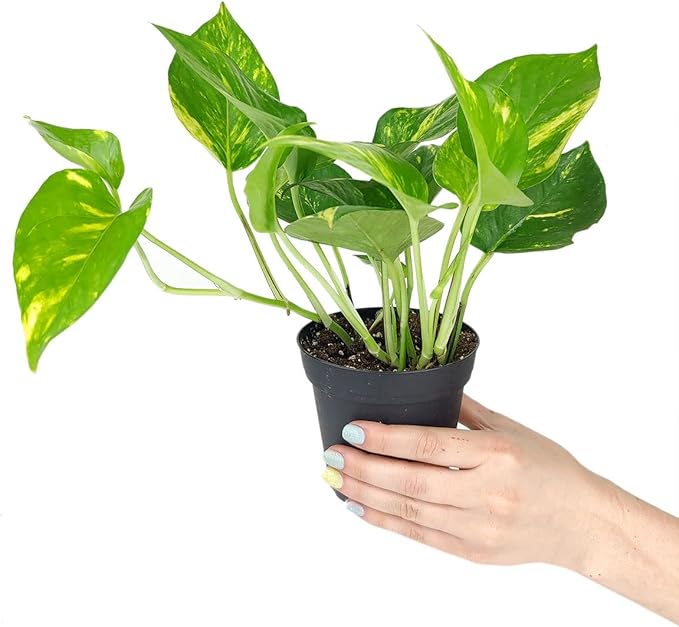 Golden Pothos (4" Grower Pot) - Trailing Air- Purifying, Easy to Grow Houseplant - Live Healthy Houseplant for Home Office Decoration