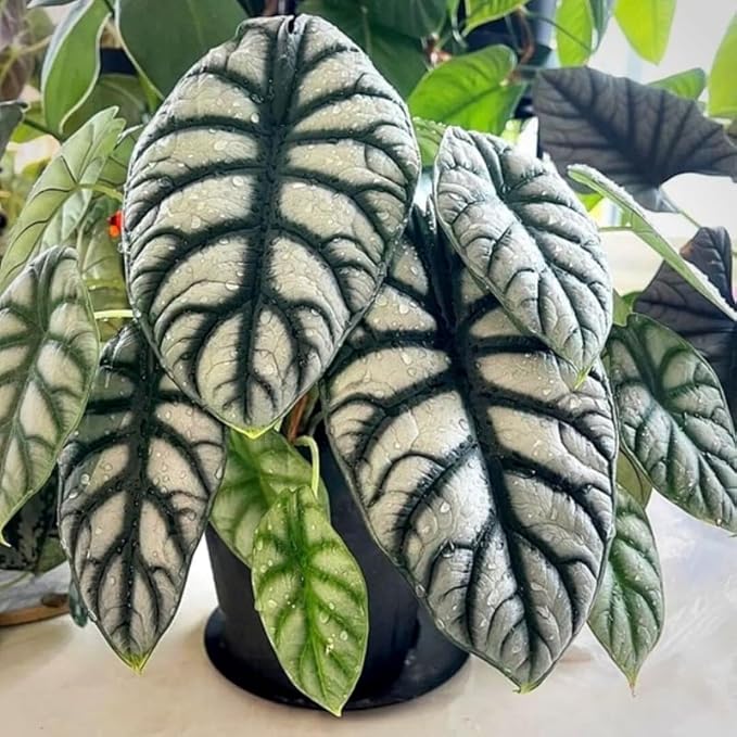2 Silver Dragon Alocasia Plants Live Houseplant for Indoor Outdoor Growing, 4 to 8 Inches Tall, Rare and Hardy