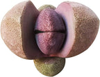 Pleisopilos nelii cv. Royal Flush Purple Split Rock Succulent (4'' + Clay Pot)