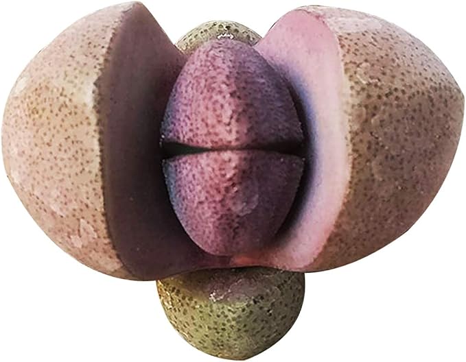 Pleisopilos nelii cv. Royal Flush Purple Split Rock Succulent (4'' + Clay Pot)