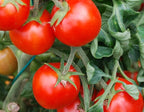 Tomato Cherry Maskotka Cascading Trailing Dwarf Bush Tomato 50+ Seeds for Planting Non-GMO