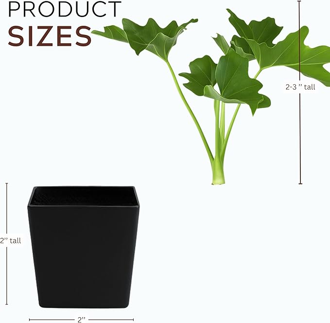 MyShelfie - Mini Philodendron Selloum Hope Starter Live Plant in 2-Inch Pot – Tropical Indoor Houseplant, Low Maintenance, Easy Care, Perfect for Home or Office Décor (3)
