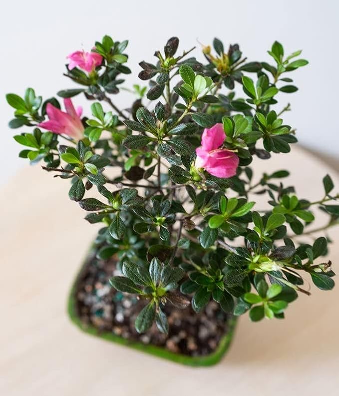 From You Flowers - Pink Azalea Bonsai for Birthday, Anniversary, Get Well or Celebration